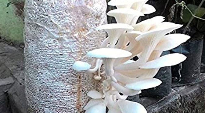 Bosco Green Alliance and Don Bosco College Kohima Empower Entrepreneurs with Mushroom Cultivation Course